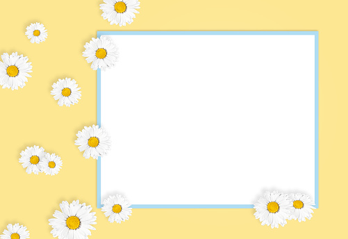 Flat lay composition with fresh chamomiles and white frame on yellow background, mock up. Space for text.