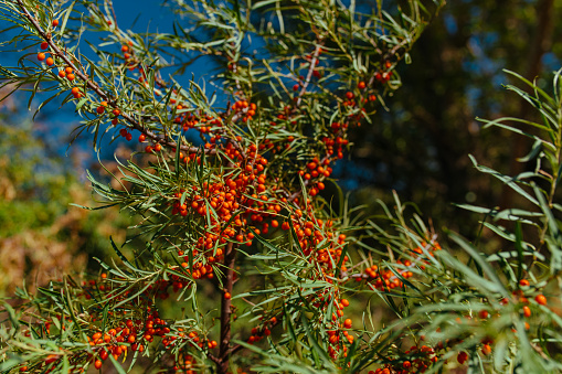 Sea buckthorn branches with ripe orange berries