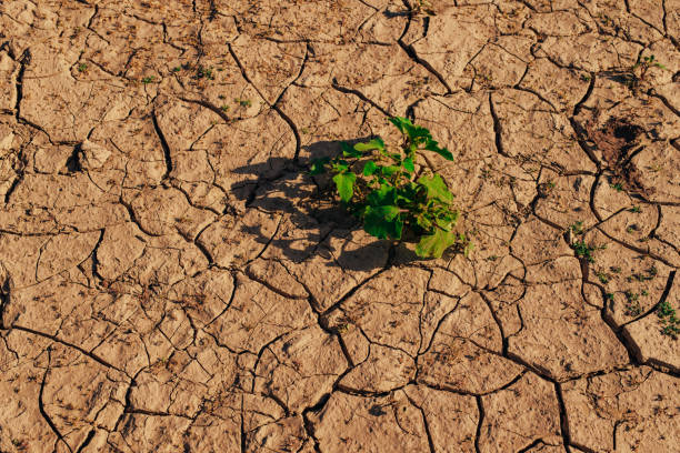 istock Green plant growing in hot desert 1985246024
