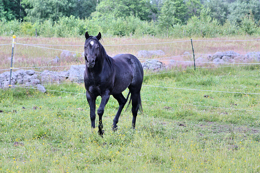 Beautiful American Quarter Horse black stallion in a meadow in summer in Skaraborg Sweden