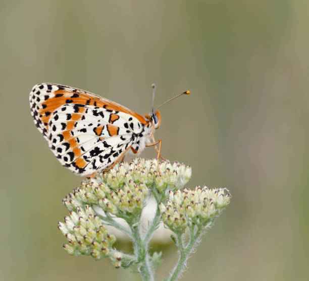 Melitaea didyma, the spotted fritillary or red-band fritillary, is a Palearctic butterfly of the family Nymphalidae.Description:Melitaea didyma is a medium-sized butterfly with a wingspan reaching 35–50 millimeters The overside of the wings is a bright orange-brown with dark brown markings arranged in rows, which are quite variable in quantity and size. Sometimes the color of the females is a duller orange, shaded with grey-green. The underside of the wings is chequered pale yellow and pale orange. M. didyma has seasonal forms and sexual dimorphism. The male is fiery red, with a narrow dentate black distal border and a moderate number of small black dots and spots, which are dispersed over the basal half of the wing and end with a short band extending beyond the cell from the costa into the disc. On the underside, which is very abundantly marked with small black dots and hooks, a flexuous sub basal band and a curved submarginal one are situated on a delicately greenish, or yellowish, white ground. In the female the forewing and the anal area of the hindwing are much paler, being moreover dusted with blackish, while the costal half of the hindwing has preserved the red tint : the whole wings are much more abundantly but less prominently marked with black. There occur sometimes specimens with a blue gloss on the upper side. Biology:This butterfly flies from March to October depending on the location. This species has two or three generations and overwinters as young caterpillar. The larvae feed on various plants, including Linaria, Plantago lanceolata, Veronica, Centaurea jacea and Digitalis purpurea. Distribution:It is found in southern and central Europe, North Africa, the Middle East, central Asia and Siberia. It is absent from northern Europe (England, Ireland, northern France, Germany, Poland and Scandinavia). Habitat:Melitaea didyma prefers flowery and grassy areas, meadows and roadsides (source Wikipedia).