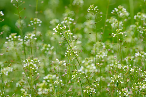 Capsella bursa-pastoris, shepherd's purse in meadow in natural environment of sprouting. Young plants with white flowers. Medicinal herbs during flowering..