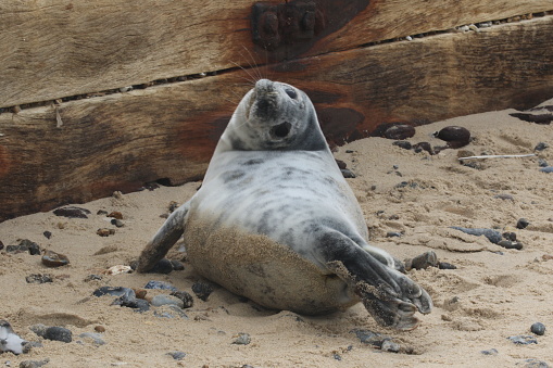A grey seal looking round on the sand on the coast of Horsey.