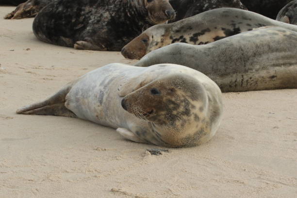 istock This grey seal is laying on the sand having a rest on Horsey beach in Norfolk. 1985256026