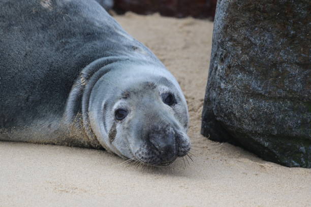 istock Grey Seal on Horsey beach in Norfolk resting. 1985256545