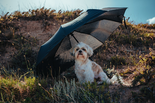 Shih-tzu dog sitting under umbrella in a hot summer day