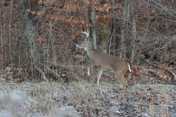 istock Buck Climbing the Hill 1985258627