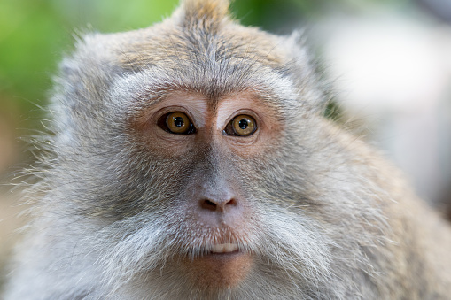 The monkeys of Bali, specifically the long-tailed macaques (Macaca fascicularis), are renowned for their presence in various natural habitats across the island. These monkeys are native to Southeast Asia and are commonly found in forested areas, temples, and even urban settings.