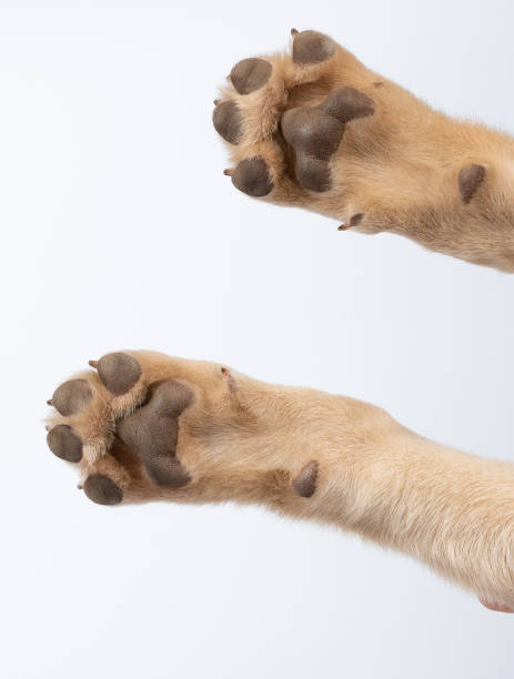 istock Pair of brown puppy paws 1985265494