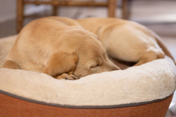 istock Adorable labrador puppy sleeping 1985265499