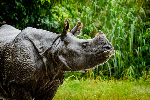 A closeup view of the head and horns of a large adult eastern black rhinoceros.