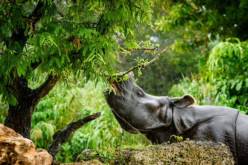 A close up of a female rhino / rhinoceros and her calf. Showing off her beautiful horn. Protecting her calf. South Africa