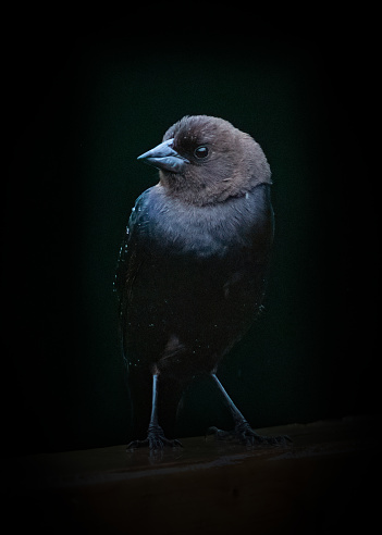 Moonlit silhouette closeup of a bird in the dark