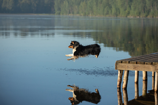 A spirited Australian Shepherd dog leaps from a wooden dock into a tranquil lake. The reflection of the dog and the surrounding forest is mirrored perfectly in the calm water.