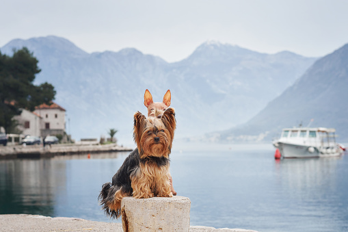 An alert Yorkshire Terrier dog sits on a quay, with misty mountains in the backdrop.