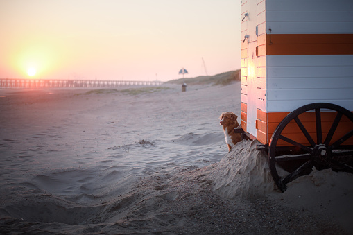 A dog enjoys a beach sunset, nestled by a lifeguard stand. The golden hour light bathes the scene, highlighting the canine's contemplative gaze towards the sea.