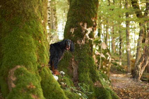 An alert Gordon Setter dog rests atop a fallen, mossy log in a dense, sunlit forest, embodying woodland vigilance