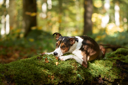 A pensive mixbreed dog lounges on a moss-covered log in a serene forest, enveloped by a gentle hush