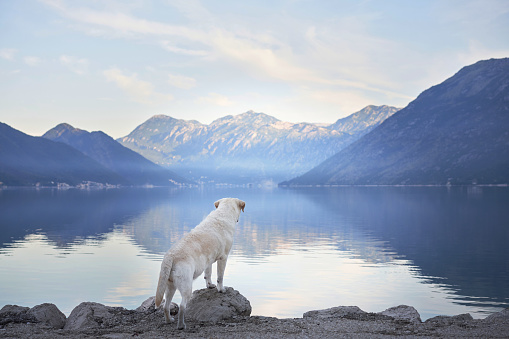 A Labrador Retriever dog gazes over a tranquil mountain lake at dusk. Pet in nature
