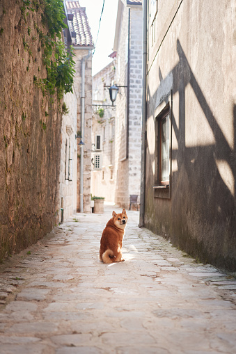 A Shiba Inu dog sits patiently on a cobblestone street, surrounded by old-world charm. The pet attentive look adds life to the tranquil historical alley