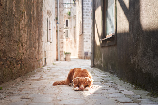A Nova Scotia Duck Tolling Retriever dog lies on an old cobblestone street, gazing soulfully into the distance.