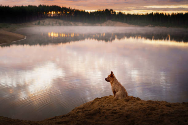 istock An attentive Australian Terrier dog sits on a sandy river shore 1985322513