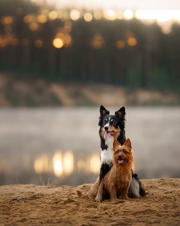 A Border Collie and an Australian Terrier dogs sit together, their gaze fixed on a distant point, amid a serene lakeside setting