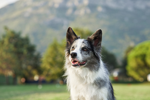 An attentive Border Collie dog stands in a scenic park, mountains in the background. The sharp gaze and poised stance suggest alertness amidst natural beauty