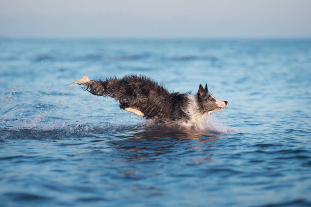 A Border Collie dog dashes through the ocean waves, water splashing around in a dynamic display. This energetic moment captures the pet playful spirit in the vast sea