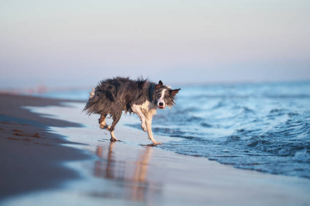 A drenched Border Collie dog trots through shallow sea waters, coat glistening in the sunlight. The playfulness of the pet blends with the serene marine setting, creating a picture of coastal joy