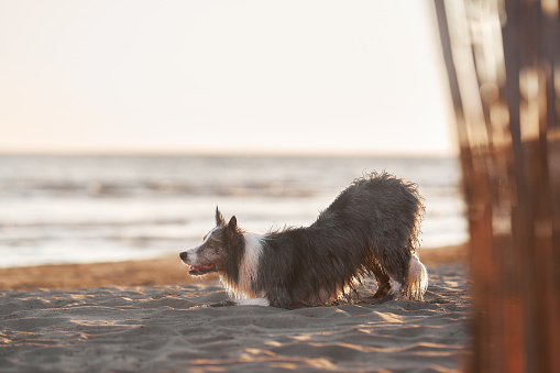 A soaked Border Collie rests on the beach, gazing seaward at sunset. The warm hues of the setting sun highlight the dog's wet fur, blending with the peaceful seascape