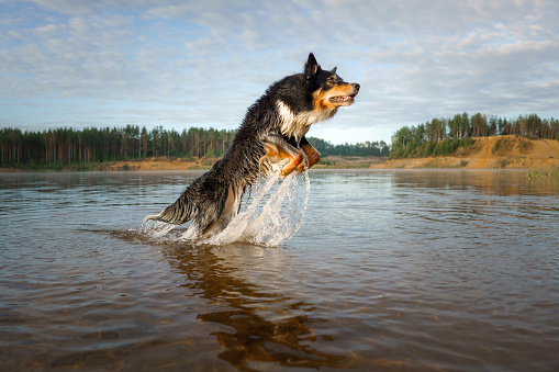 An exuberant Border Collie dog leaps through the shallow waters of a tranquil lake, splashing joyfully against a forested landscape at dawn.