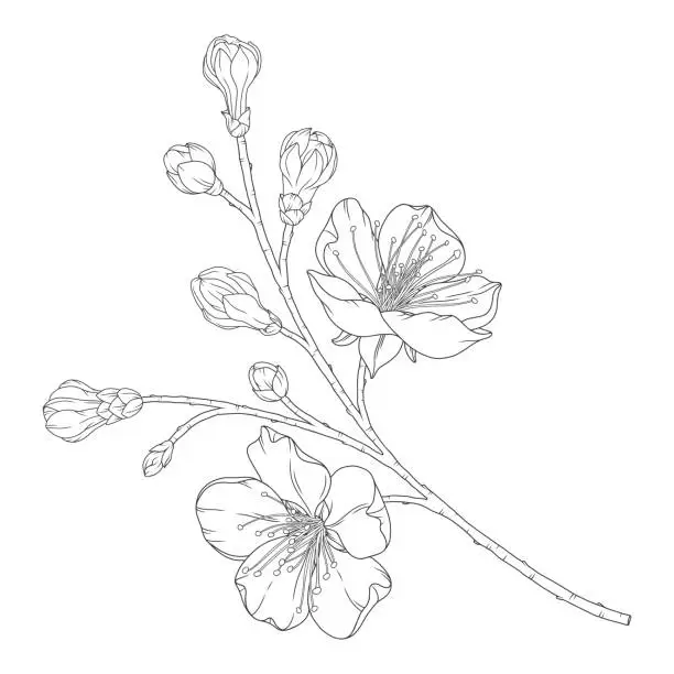 Vector illustration of Apricot branch with blossom flowers and buds