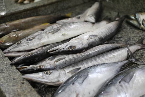 istock fish market - Barka, Muscat, Oman 1985327812