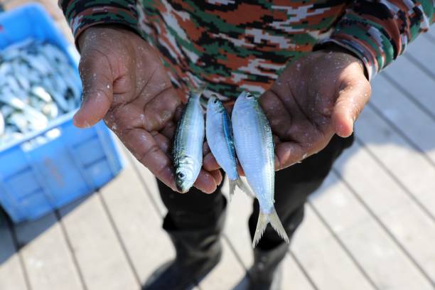 istock fish market - Barka, Muscat, Oman 1985328878