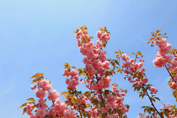Cherry blossoms in full bloom in the park, North China