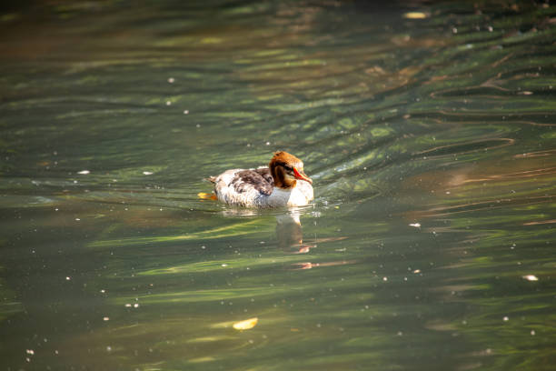 Elegant Common Merganser, Mergus merganser, gliding gracefully on North American lakes and rivers, displaying its striking plumage and distinctive long, serrated bill.