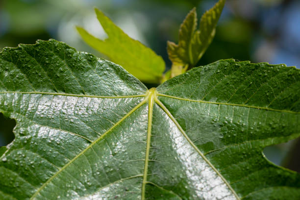 Close Up Leaf On A Fig Tree At Amsterdam The Netherlands 27-5-2023 Close Up Leaf On A Fig Tree At Amsterdam The Netherlands 27-5-2023 vijgenboom stock pictures, royalty-free photos & images