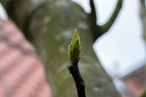 Close Up Of A Bud Of Fig On A Tree At Amsterdam The Netherlands 26-4-2023 Close Up Of A Bud Of Fig On A Tree At Amsterdam The Netherlands 26-4-2023 vijgenboom stock pictures, royalty-free photos & images