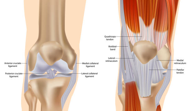 anatomie des knies einschließlich bänder, knorpel und meniskus. muskeln und sehnen. detaillierte anatomie des kniegelenks. - cruciate ligament stock-grafiken, -clipart, -cartoons und -symbole