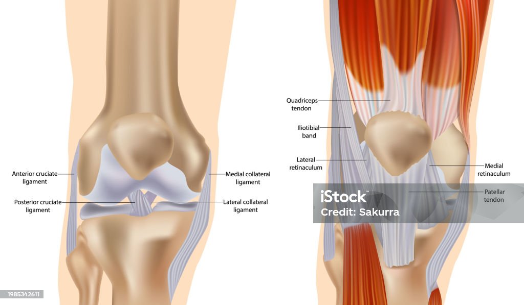 Anatomía de la rodilla, incluidos ligamentos, cartílagos y meniscos. Músculos y tendones. Anatomía detallada de la articulación de la rodilla. - arte vectorial de Rodilla libre de derechos Anatomía de la rodilla, incluidos ligamentos, cartílagos y meniscos. Músculos y tendones. Anatomía detallada de la articulación de la rodilla. - arte vectorial de Rodilla libre de derechos