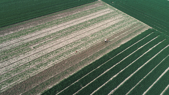 Green wheat field scenery, aerial photos