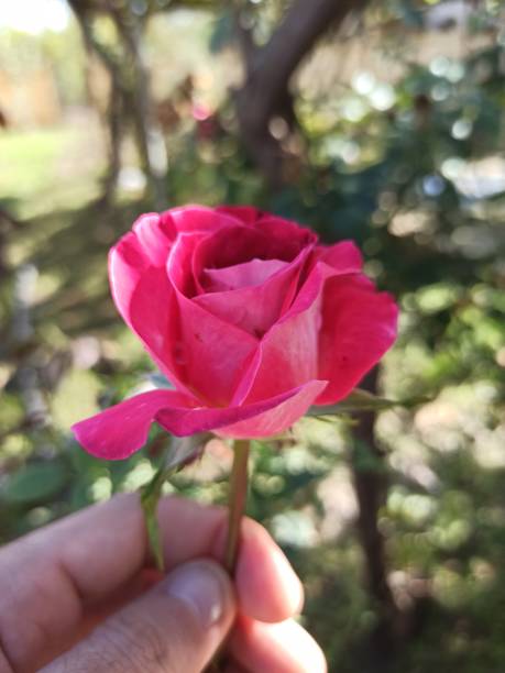istock Pink flower in my hand 1985354182