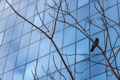 Crow standing on tree branches and skyscraper windows behind it