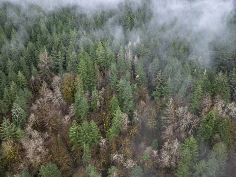 Low clouds drift across a thick forest of mixed trees in Molalla River Valley, Oregon. Oregon, and the Pacific Northwest in general, is known for its vast forest resources.