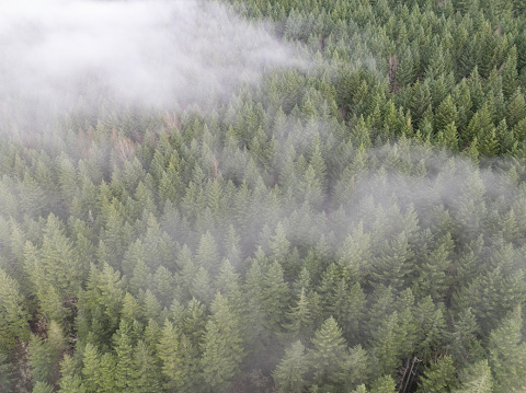Low clouds drift across a thick forest in Molalla River Valley, Oregon. Oregon, and the Pacific Northwest in general, is known for its vast forest resources.