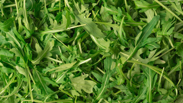 istock Fresh leaves of arugula as a background. 1985370401