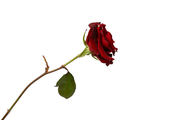 istock Beautiful red rose isolated on white background. 1985370599