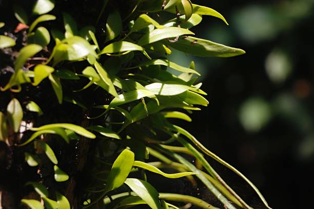 istock Close-up of fresh green leaves 1985374112