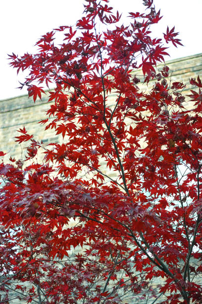 istock Acer palmatum Atropurpreum (Japanese Maple) 1985376732